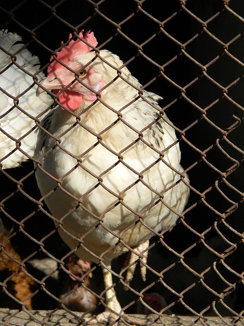 整体比赛节 整体比赛节